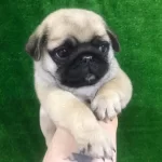 İrk Ve Sağlik Garantili Pug