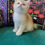 Golden Yavru British Shorthair