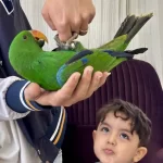 Eclectus Papağani Full Evcil