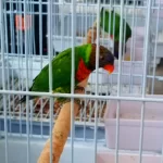 Lori Papağanlar Dişili Erkekli
