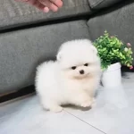 Pomeranian Kar Beyaz Yavrumuz