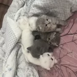 Dünya Tatlısı Scottish Fold Yavrular