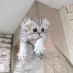 Scottish Fold Yavrumuz Yeni Yuvasına Gitmeye Hazır