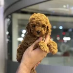Bebek Orijinal Poodlelar