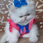 İran Exotic Longhair Bebekler