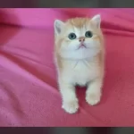 Safkan British Golden Teslime Hazır Bebeklerim