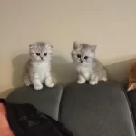 Cici Erkek Kedimiz Oğlumuz