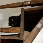 Scottish Fold Kedimize Acil Yuva Arıyoruz
