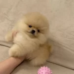 Ayıcık Surat Gerçek Pomeranian Boo Yavrular