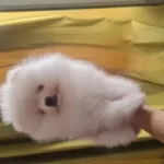 Show Kalite Pomeranian Boo