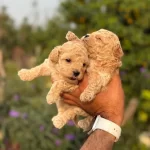 Rezerveye Açık Maltipoo Yavruları Teacup Büyümez