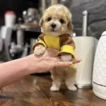 Maltipoo En Özelinin Ailesi Olmak İster Misiniz?