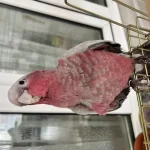 Gül Kakadu Papağanımız