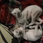 Harika Sfenks Kedisi