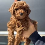 Darkbrown Toy Poodle Yavrularımızı Görüp Ala Bilirsiniz