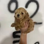 Maltipoo Yavrularım Orijinal Ev Doğumlu