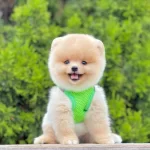 Safkan Pomeranian Boo Bebekler