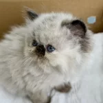 İran Persian ( Show Kalite )