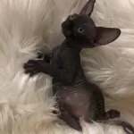 Sphynx Sfenks Dişi Erkek