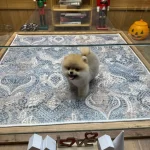 Sağlik Ve İrk Garantili Pomeranian