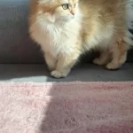 British Longhair Golden Dişi Yavru