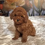 Kızıl Safkan Maltipoo Bebekler