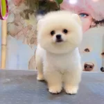 A Kalite Pomeranian Boo Yavruları