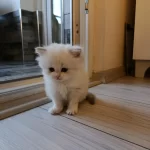 British Longhair Kedisi