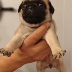 Pug Yavrularım Yeni Sahibini Bekliyor