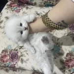 Eskişehir Tepebaşından Scottish Fold Longhair