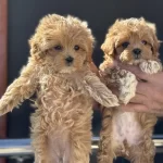 Ankarada Ziyarete Açık Maltipoo Yavrularmız