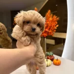 Kore Maltipoo Yavrular