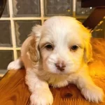 Ev Doğumu Maltipoo Yavrularımız