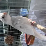 10 Aylık Sultan Papağanı