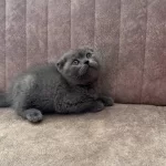 Safkan Scottish Fold Yavruları