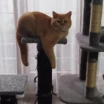 1 Yaşında British Shorthair Oğlumuz