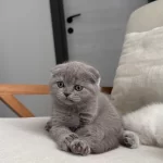 Scottish Fold Kedisi 55 Günlük