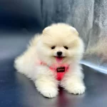 Safkan Pomeranian Boo Bebekler