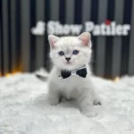 Baby Face British Shorthair Lynx Point