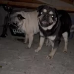 Pug Yavrular Şuan Da Sadece Rezerveye Açik