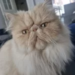 3 Yaşında Erkek Kısır İran Kedisi