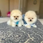 Bal Gibi 2 Ayicik Pomeranian