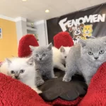 Renk Renk Orjinal British Shorthair Yavruları Ankara