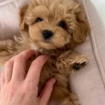 Maltipoo Yavrularımız