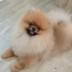 Pomeranian Boo Köpeği