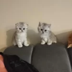 Cici Oğlumuz Erkek Kedimiz