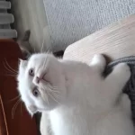 Beyaz Sevimli Scottish Fold Erkek Yavru