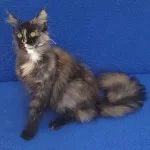 Buyrun Sizlere Dev Bir Maincoon Dişi Tortie