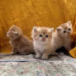 Golden British Longhair Güzellikler