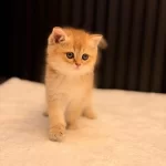 British Shorthair Golden Ny11